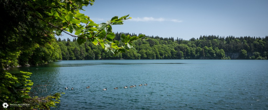 Canards sur le Lac Pavin